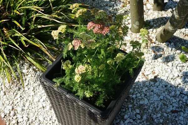 Ploß Rocking Pflanzgefäß, Grau/braun-meliert, Polyrattan, Konisch, 28x28x40 Cm, Kunststoffeinsatz 3 Ploß Rocking Pflanzgefäß, Grau/braun-meliert, Polyrattan, Konisch, 28x28x40 Cm, Kunststoffeinsatz – Bild 3