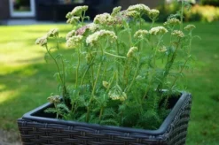 Ploß Rocking Pflanzgefäß, Grau/braun-meliert, Polyrattan, Konisch, 28x28x60 Cm, Kunststoffeinsatz -Deko Garten Verkauf 3 18199.jpg